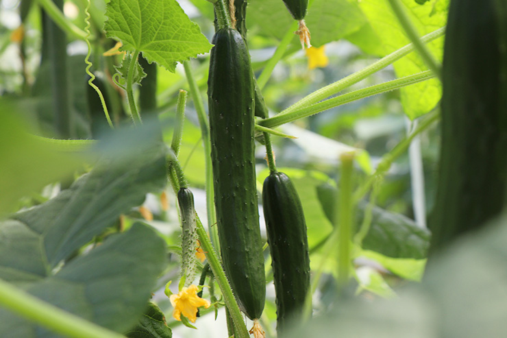 きゅうりの画像