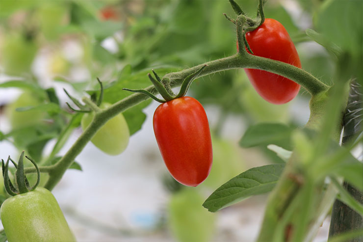 ミニトマトの画像