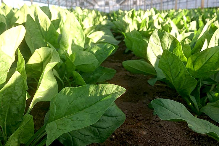 ほうれん草の画像