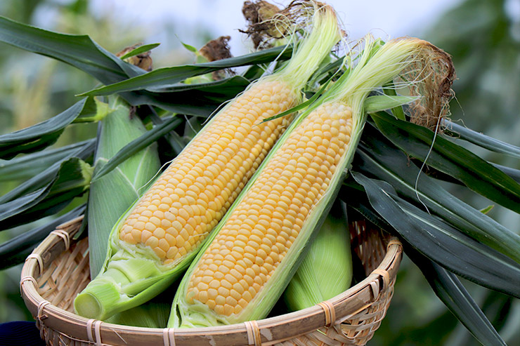 スイートコーンの画像